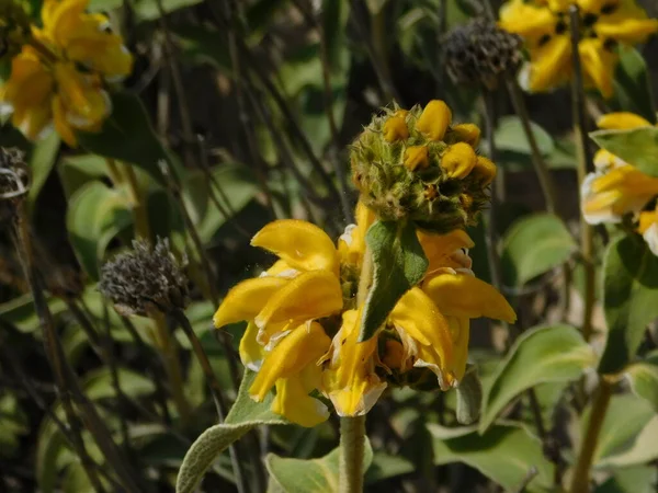 Erusalem Sage Phlomis Fruticosa Wild Plant Flower Attica Greece — стоковое фото