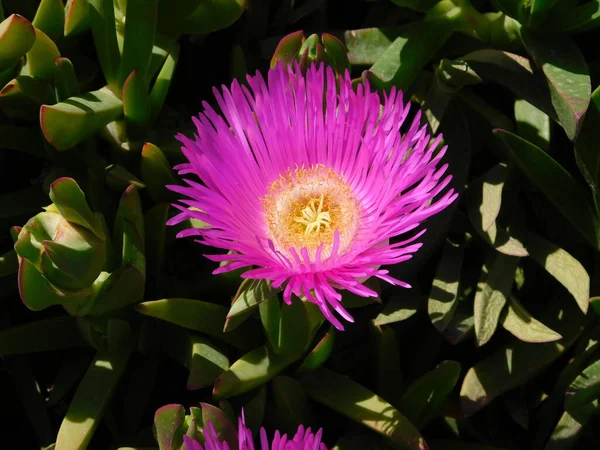 Elands sourfig or pig face or ice plant or carpobrotus or mesembryanthemum acinaciformis flower, near the sea shore in Attica, Greece