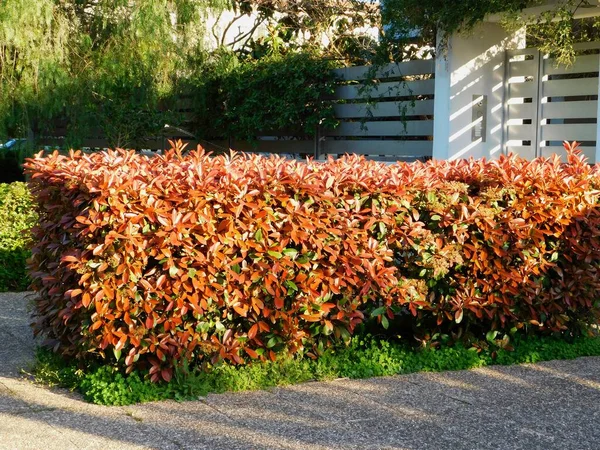 Photinia Fraseri Red Robin Hedge Red Green Leaves Other Green Imagen de archivo