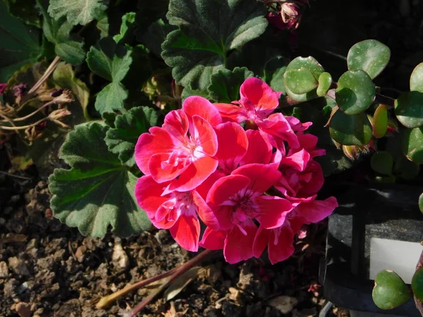 Рожеві Червоні Квіти Герані Саду — стокове фото