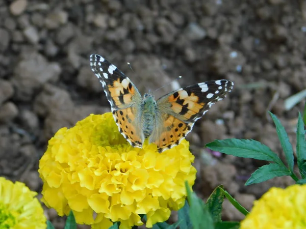 Vanessa Cardui Butterfly Mexican African Marigold Tagetes Erecta Yellow Park — 스톡 사진