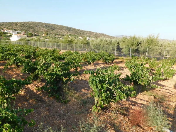 Vineyard Ripe Grapes Autumn Attica Greece — Fotografia de Stock