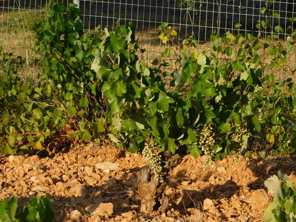 Grape Vine Summer Attica Greece — Fotografia de Stock