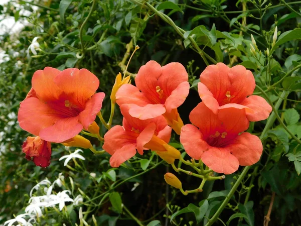 Рог Виноградной Лозы Ползучести Campsis Grandiflora Апельсиновые Цветы Аттике Греция — стоковое фото