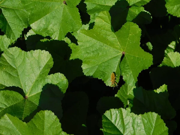 Yellow Weevil Beetle Lixus Green Leaf — 스톡 사진