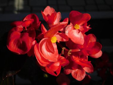 Wax begonia, or semperflorens, red flowers
