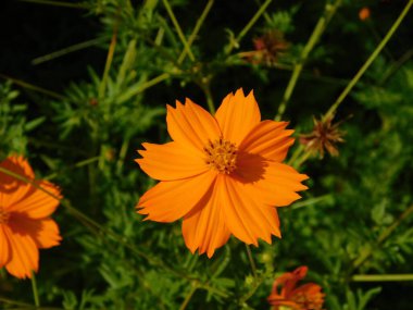 Cosmos caudatus or the kings salad, yellow orange flower, in Athens, Greece