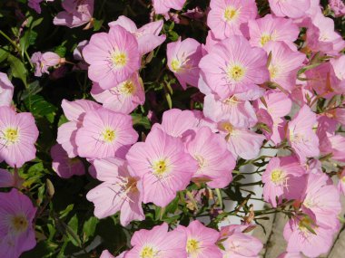 Pink evening primroses, or Oenothera speciosa flowers, in Attica, Greece