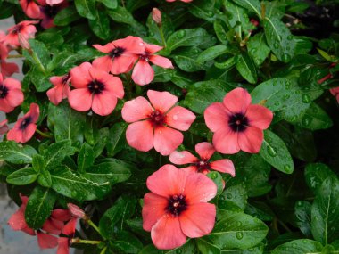 Gül rengi menekşe, ya da kataranthus gülü, çiçekler, yağmurdan sonra