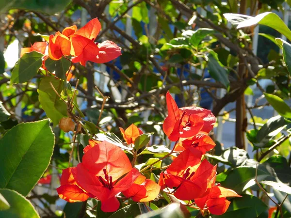 Czerwone Kwiaty Bougainvillea Świecące Słońcu Glyfada Grecja — Zdjęcie stockowe