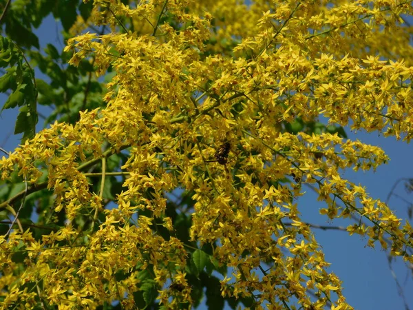 Hmyz Pářící Kvetoucím Zlatém Stromě Nebo Koelreuteria Paniculata Žlutými Květy — Stock fotografie