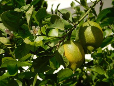 Ağaçta limon çiçekleri ve meyve