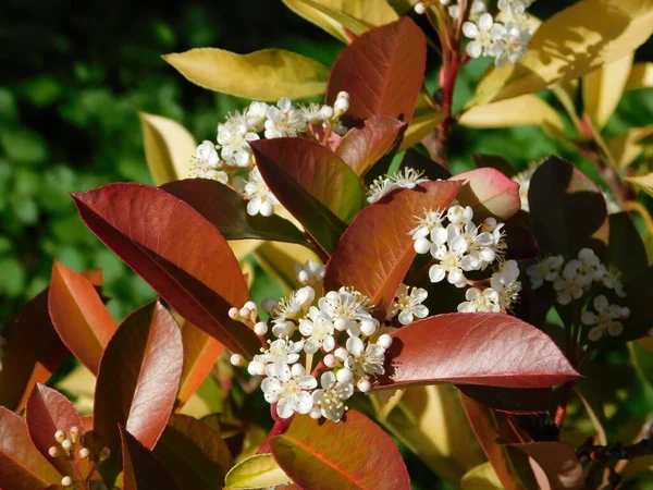 Witte Bloemen Van Een Bloeiende Fotinia Fraseri Rood Roodborstje Struik — Stockfoto