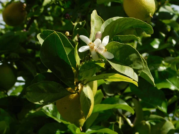 Лимонные Цветы Фрукты Дереве — стоковое фото