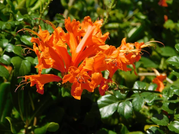 Мыс Жимолости Tecoma Capensis Апельсиновые Цветы — стоковое фото
