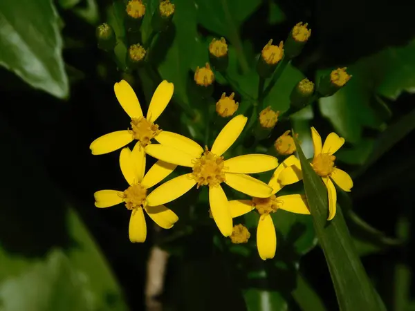 Повзучий Грунт Або Senecio Angulatus Жовті Квіти — стокове фото