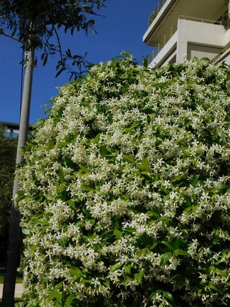 Ανθισμένο Γιασεμί Αστεριών Rhynchospermum Jasminoides Που Καλύπτει Έναν Τοίχο — Φωτογραφία Αρχείου