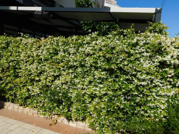 Estrela Florescente Jasmim Rhynchospermum Jasminoides Cobrindo Uma Parede — Fotografia de Stock