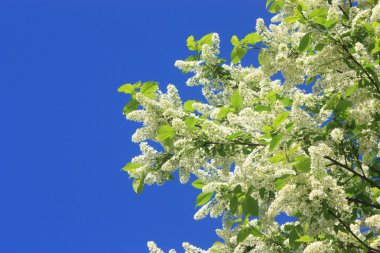 kuş kiraz ağacı