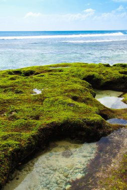 Coral Beach Edge yosun kaplı