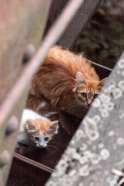 kedi ve yavru kedi