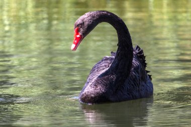 Kuğu Gölde yüzen yaz aylarında zelenograd, Rusya Federasyonu