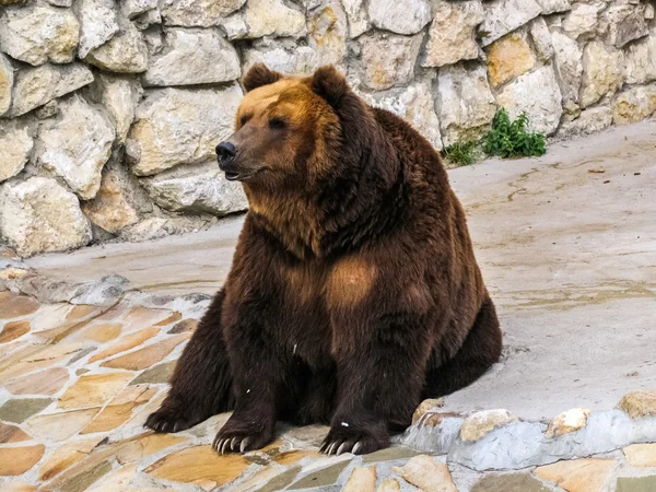 Bruine beer in Moskou dierentuin — Stockfoto