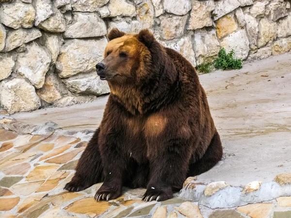 棕色在莫斯科动物园里的熊 图库图片