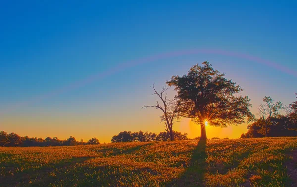 Majestueuze zonsondergang over een veld grasland met een eenzame boom — Stockfoto