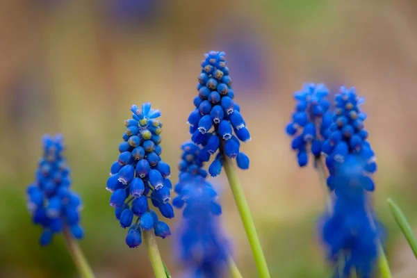 Modré květy Muscari nebo myší hyacint pupeny a listy. Luk Viper — Stock fotografie