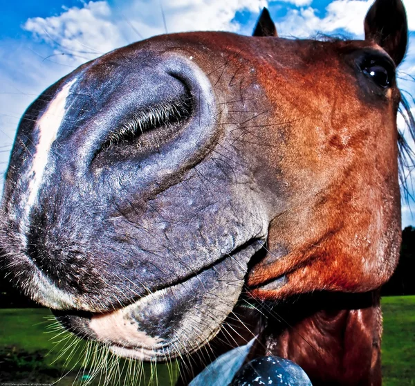 Nariz de cavalos engraçado — Fotografia de Stock