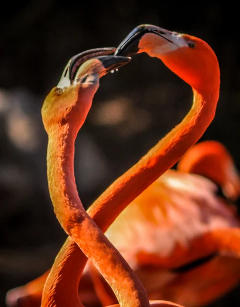 Flamingo making love — Stock Photo, Image