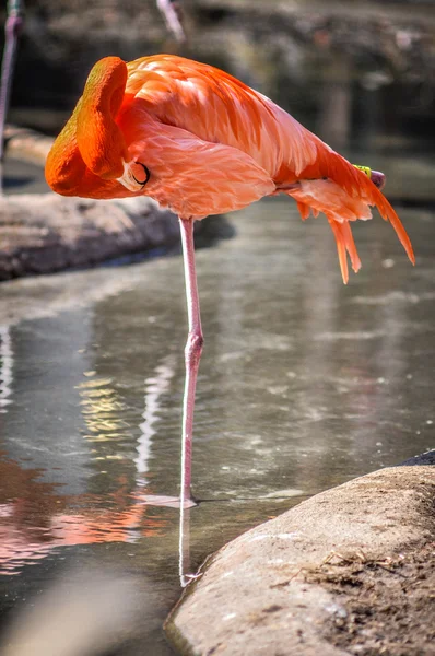 Фламинго купается на солнце и пруду — стоковое фото