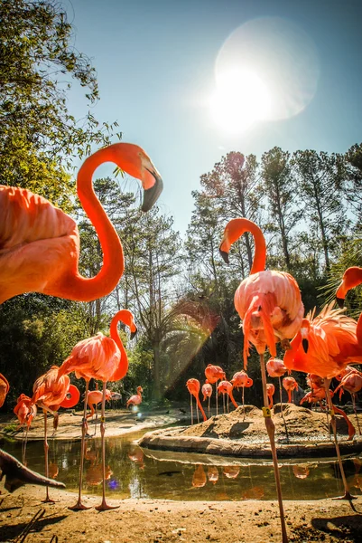 Flamingos som badar i sol och damm — Stockfoto