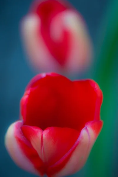 Mirage de tulipes — Photo