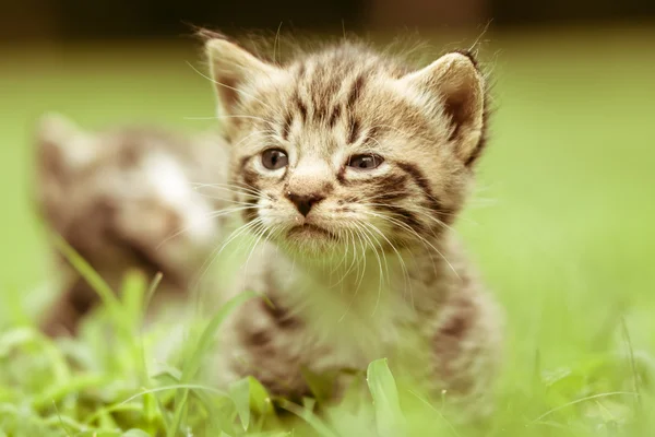 愛らしい小さな子猫 — ストック写真