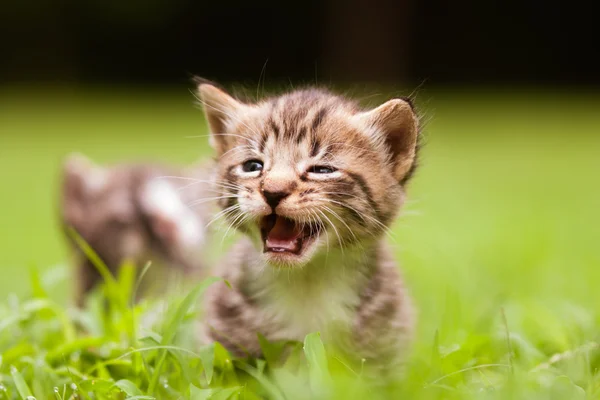 Adorable little kitten — Stock Photo, Image