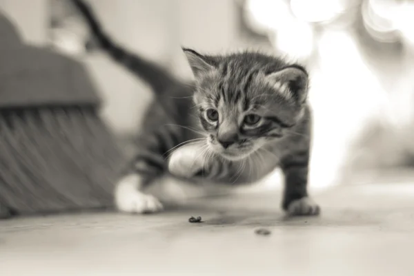 Adorable gatito —  Fotos de Stock