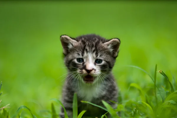Αξιολάτρευτο μικρό γατάκι — Φωτογραφία Αρχείου