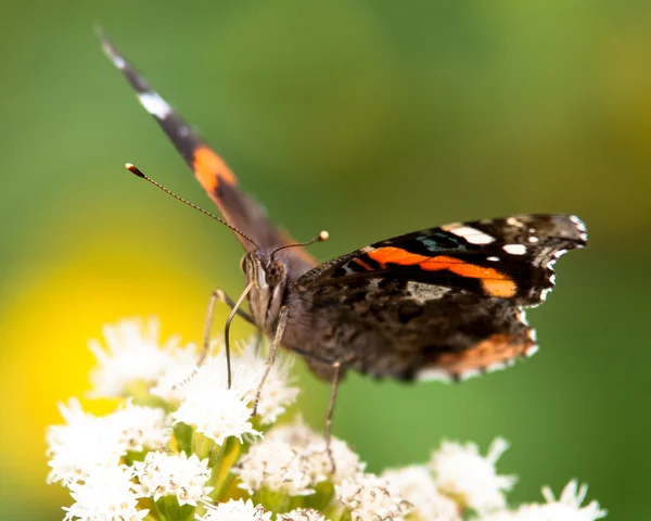 Papillon débarqué sur une fleur et ramassant du pollen — Photo