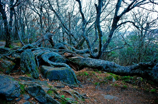 Anciennes branches et tronc d'arbre tordus — Photo