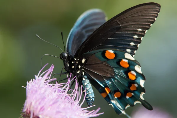 Mariposa. — Foto de Stock