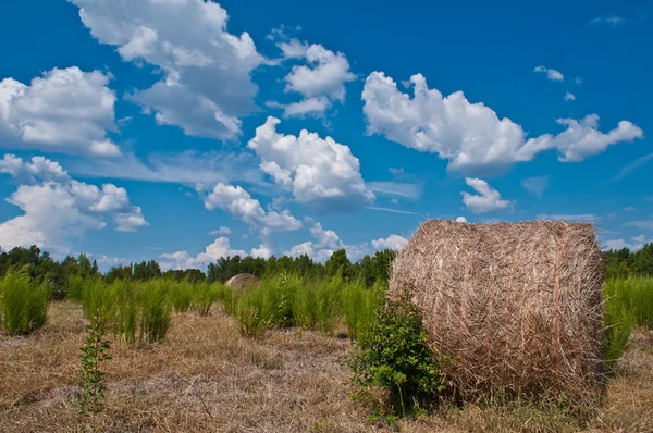 Sklizeň — Stock fotografie