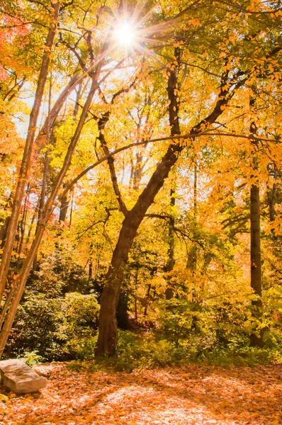 Natura sezon jesień — Zdjęcie stockowe