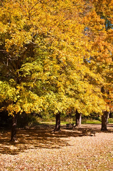 Fall season nature — Stock Photo, Image