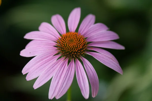 Échinacée violette Images De Stock Libres De Droits