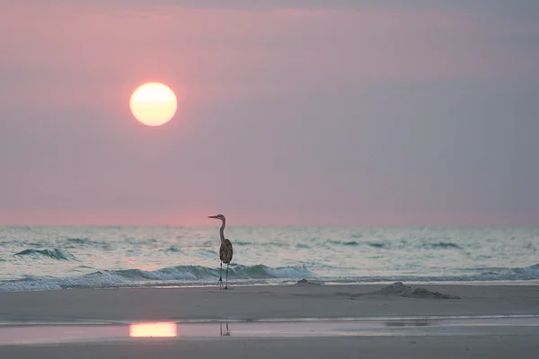 Heron relaxant au coucher du soleil — Photo