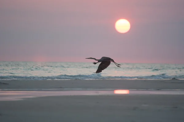 Häger flyger vid solnedgången — Stockfoto
