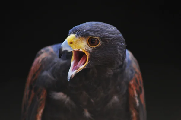 Hawk le chasseur — Photo