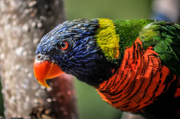 Kopf des australischen Regenbogen-Lorikeet Papageien — Stockfoto